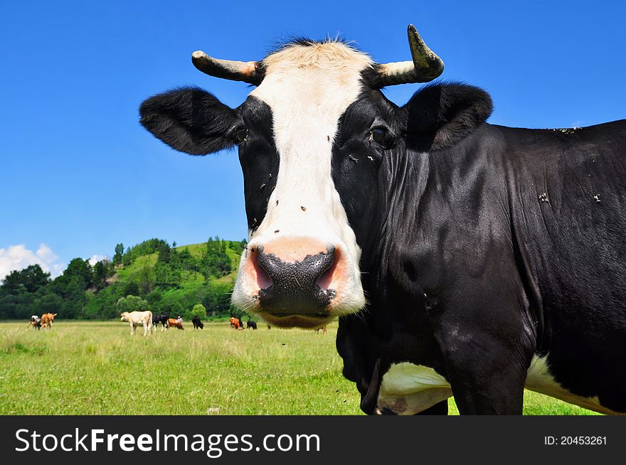 A head of a cow close up in a rural landscape.