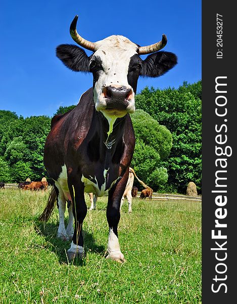 A cow on a summer pasture in a summer rural landscape