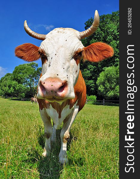 A cow on a summer pasture in a summer rural landscape