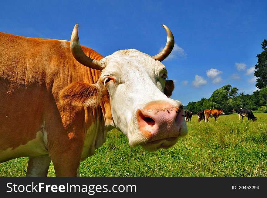 A head of a cow close up in a rural landscape.