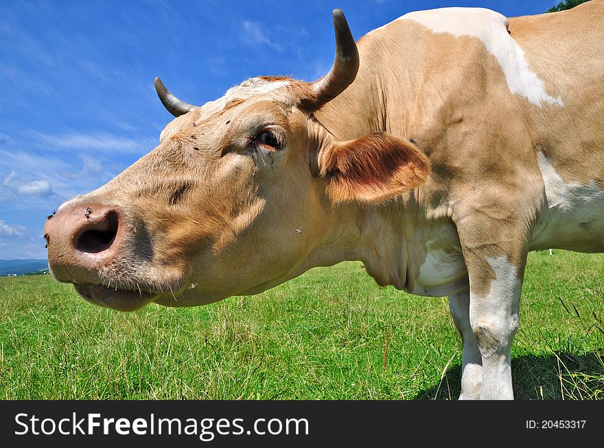 A head of a cow close up in a rural landscape.