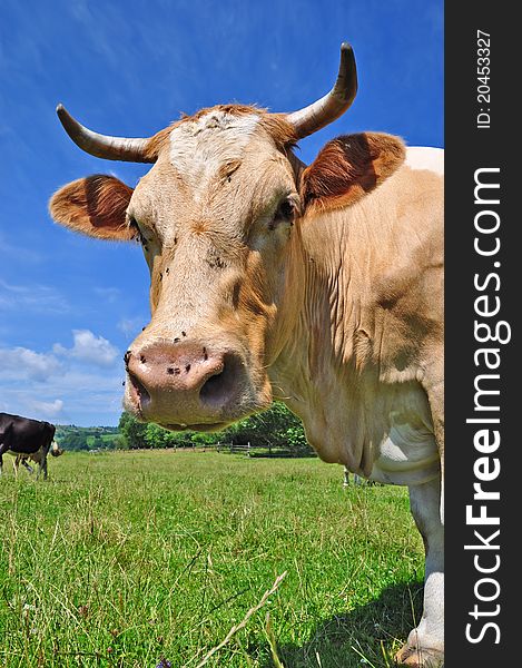 A head of a cow close up in a rural landscape.