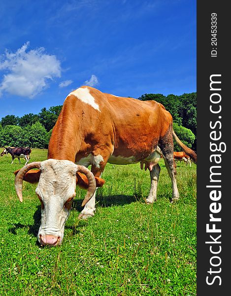 A cow on a summer pasture in a summer rural landscape