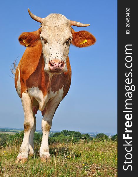 A cow on a summer pasture in a summer rural landscape