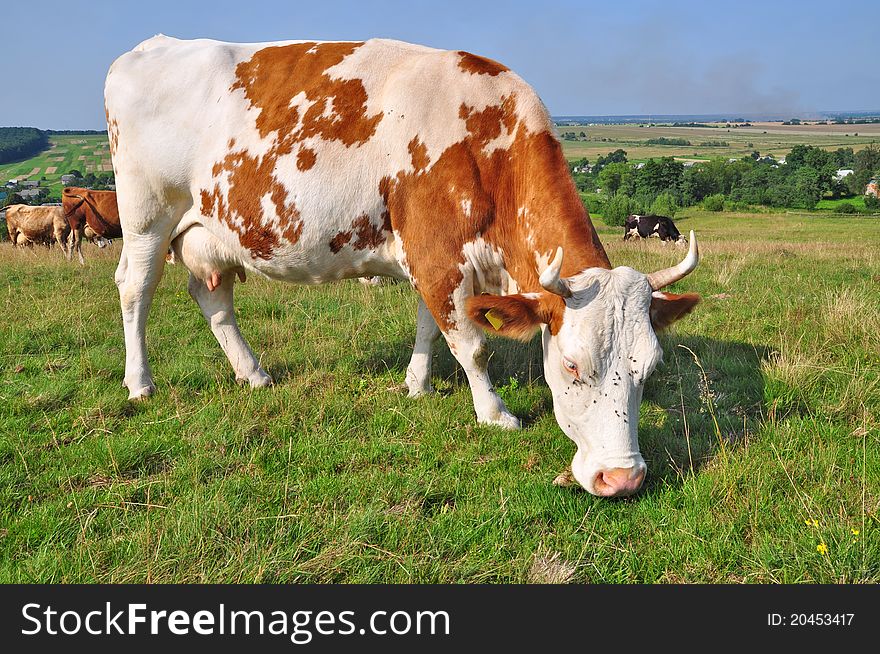 A cow on a summer pasture in a summer rural landscape