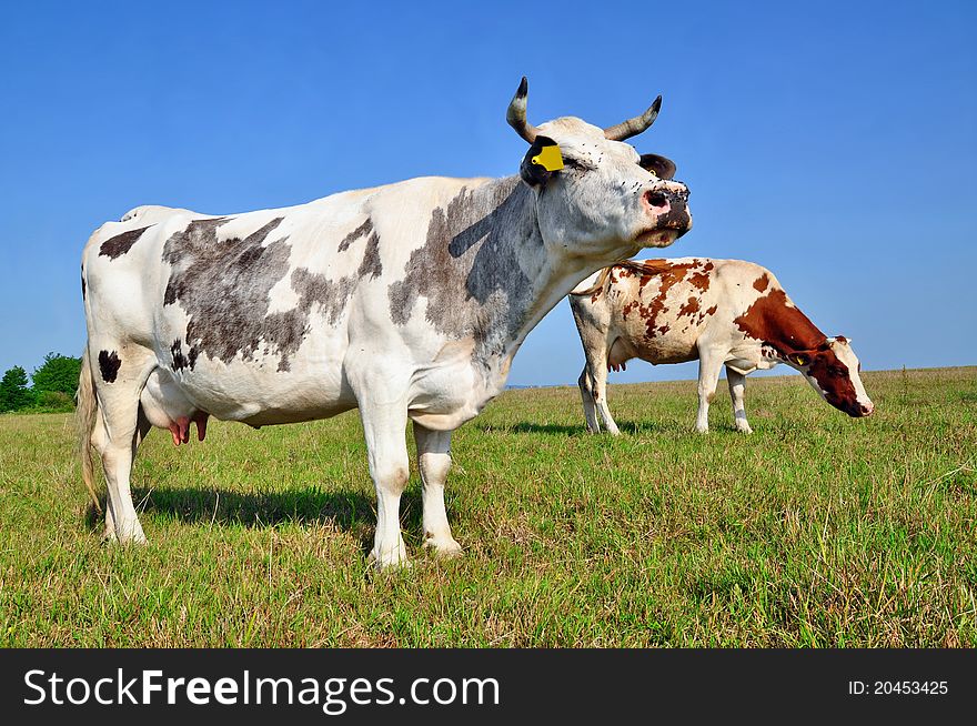 Cows On A Summer Pasture