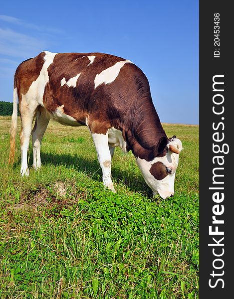 The calf on a summer pasture in a rural landscape.