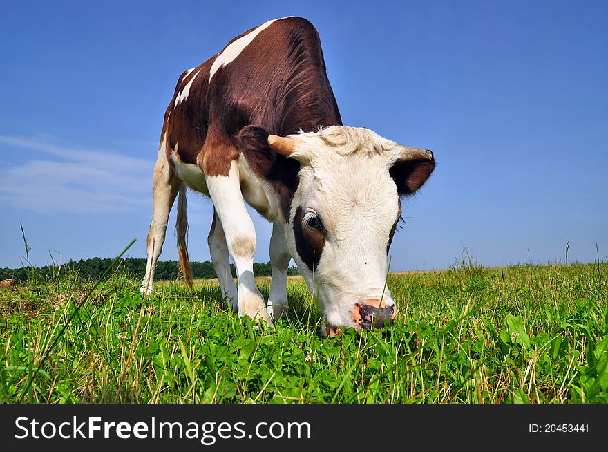 The calf on a summer pasture in a rural landscape.