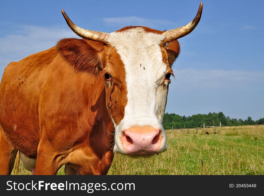Head Of A Cow