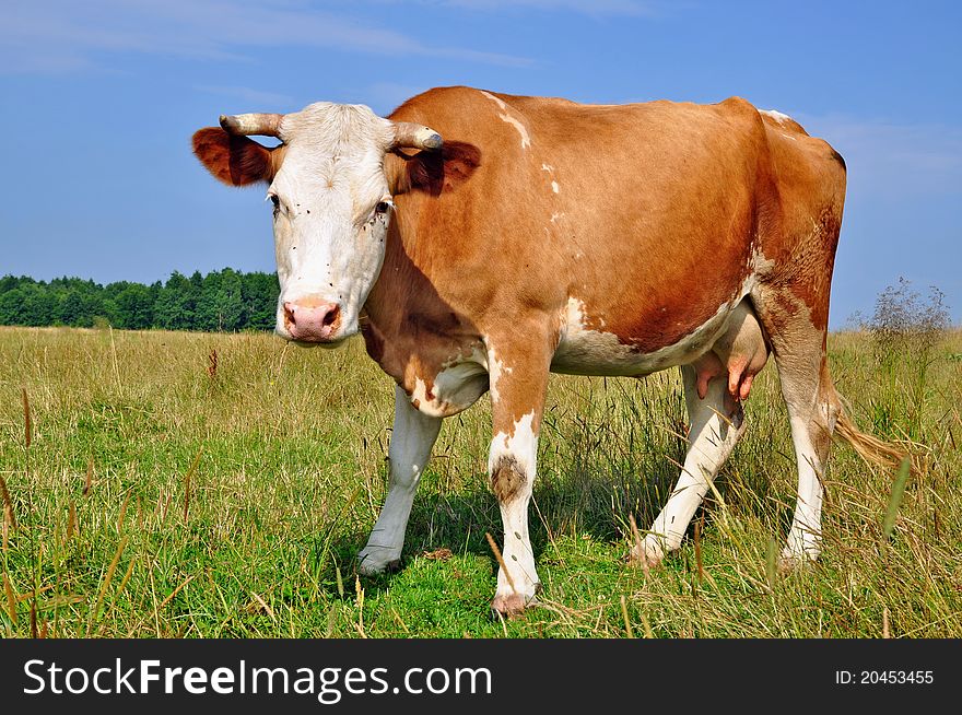 A cow on a summer pasture in a summer rural landscape