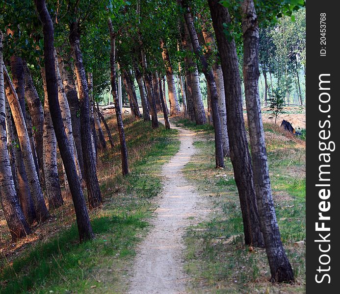 Tree lined path on sunset day.