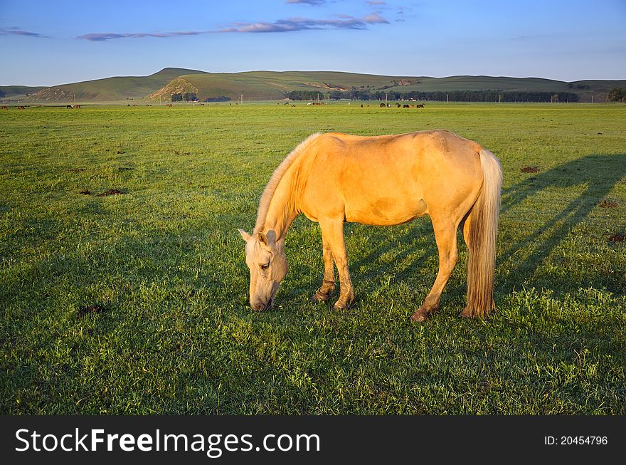 Pasture Horses