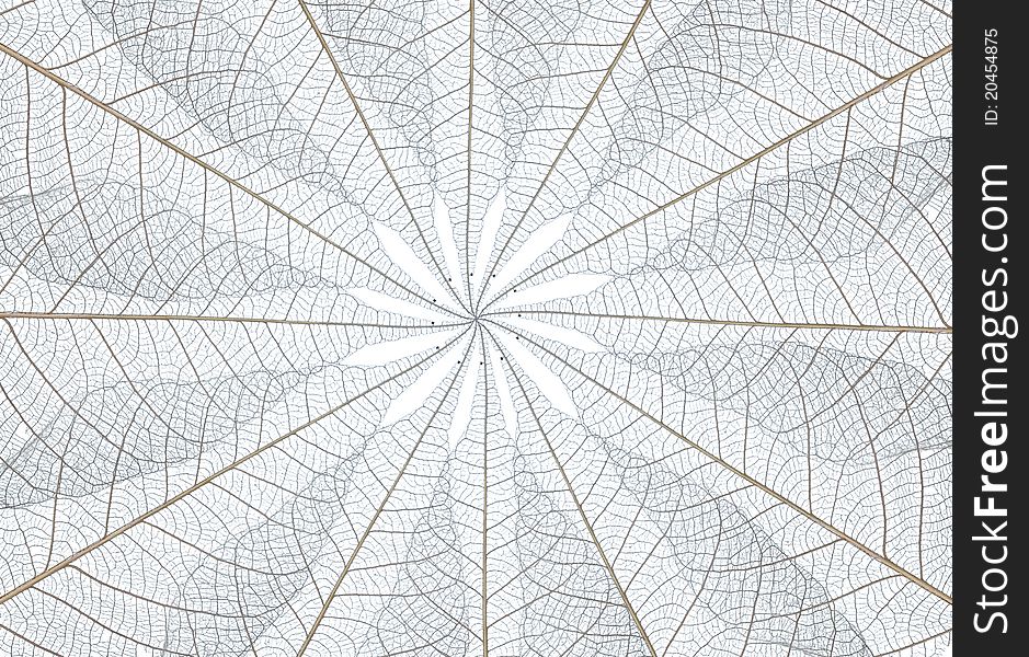 Background from leaf core stucture on white background.