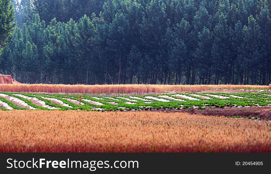 Wheat fields and poplar woods. Wheat fields and poplar woods.