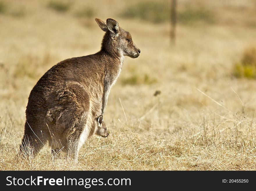 Kangaroo with joey in pouch