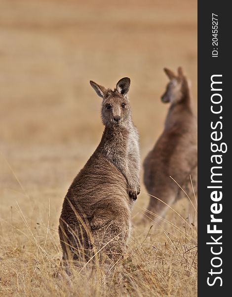 Kangaroo staring at the camera with another kangaroo in the background