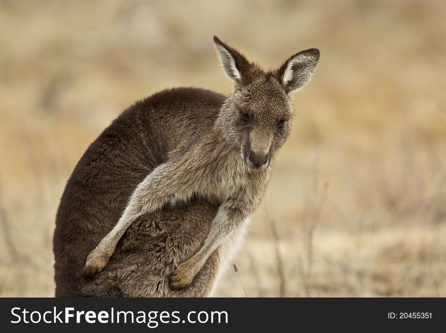 Kangaroo in the australian bush