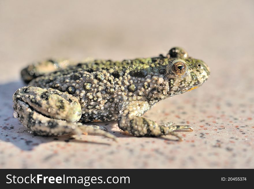 A firebelly toad as macro. A firebelly toad as macro