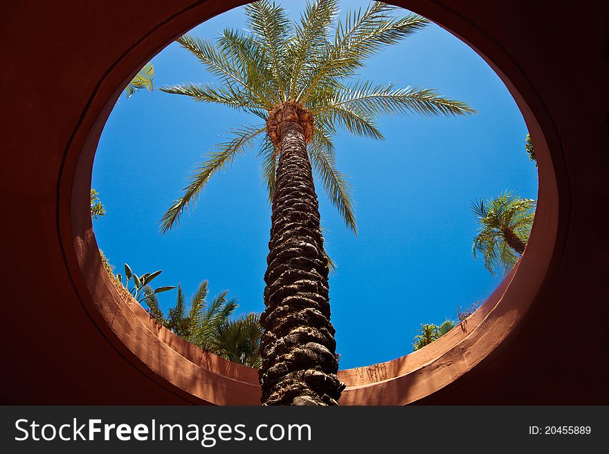 Palm Tree And Blue Sky Throw Round Window