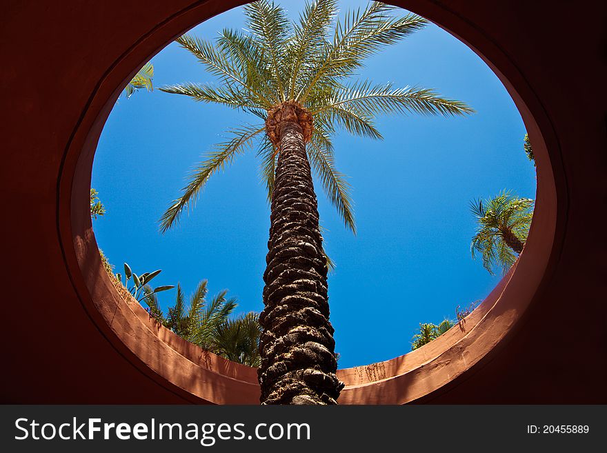 Palm growing throw round hole in celling. Palm growing throw round hole in celling