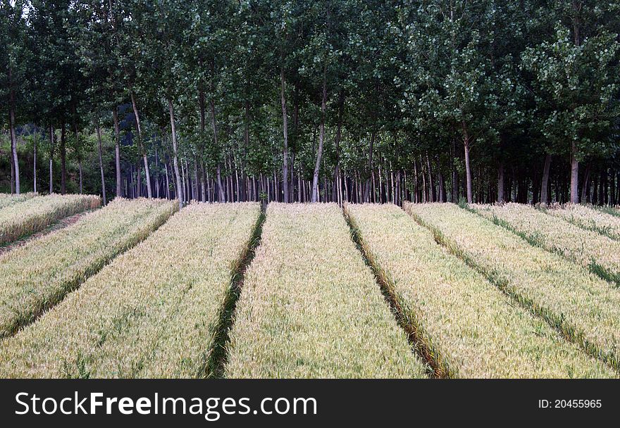 Wheat Fields And Woods