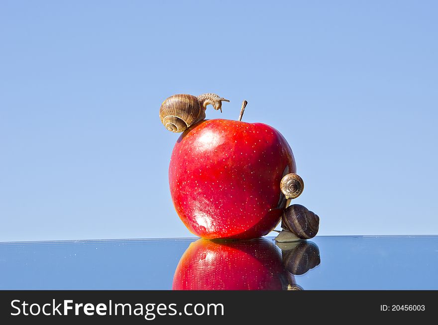 Red apple and three snails on mirror and sky. Red apple and three snails on mirror and sky