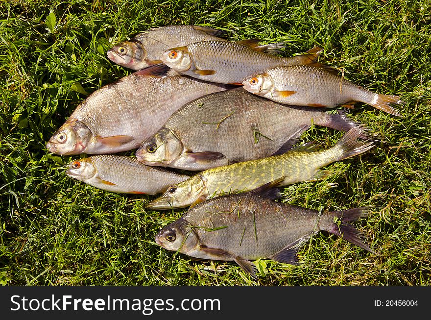 Fresh fish on the grass after fishing