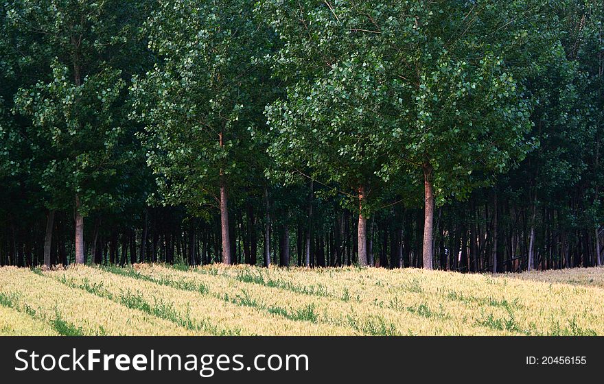 Wheat Fields And Woods