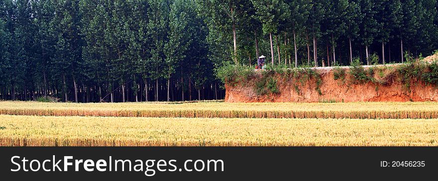 Wheat fields and poplar woods. Wheat fields and poplar woods.