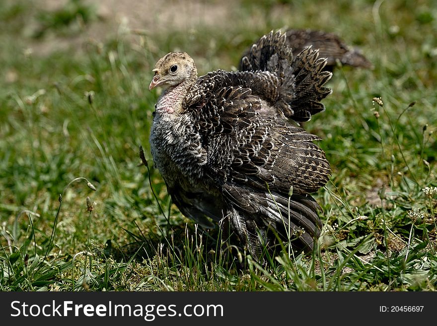 Image of a young turkey in full strut. Image of a young turkey in full strut