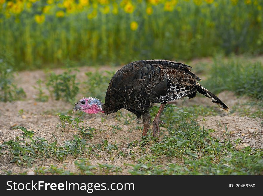 Image of a hen turkey feeding in a field. Image of a hen turkey feeding in a field