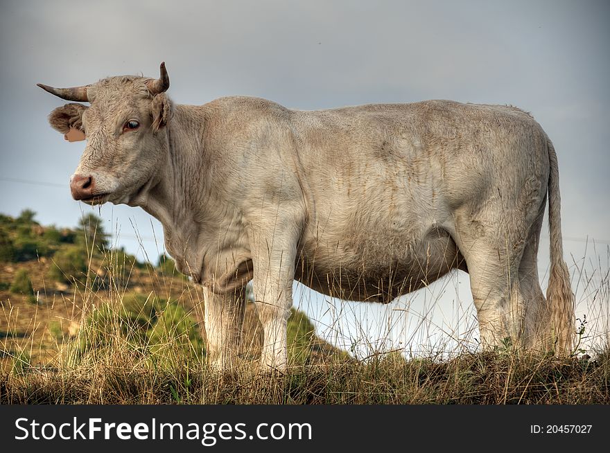 A cow grazing in the countryside