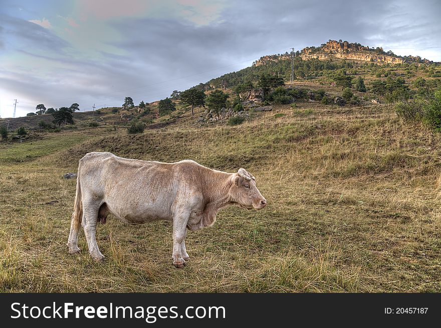 A cow roaming freely in the field. A cow roaming freely in the field