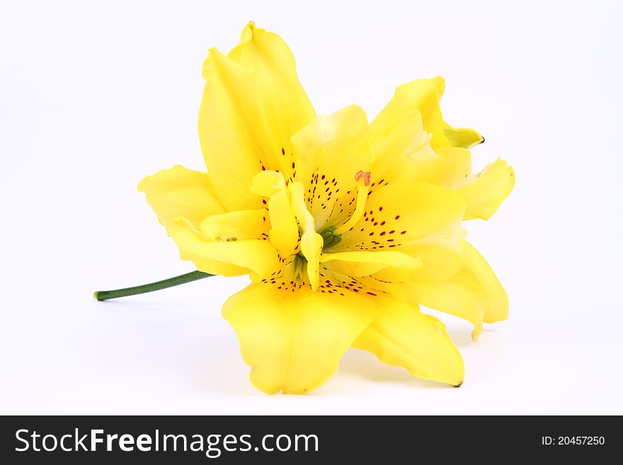 Yellow lily flower on a white background