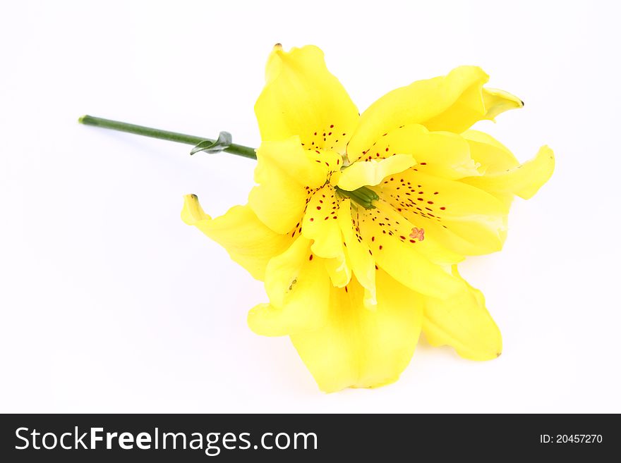 Yellow lily flower on a white background