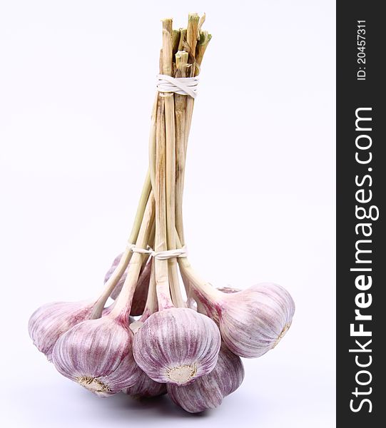 Garlic