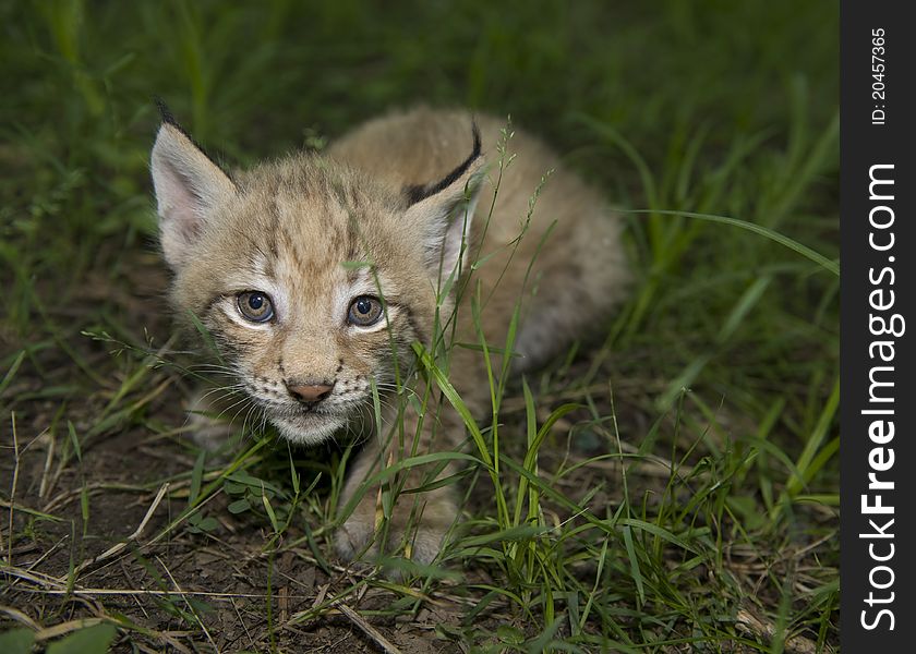 A kitten of lynx is in natural among in the taiga of the Seashore region , Russia. A kitten of lynx is in natural among in the taiga of the Seashore region , Russia
