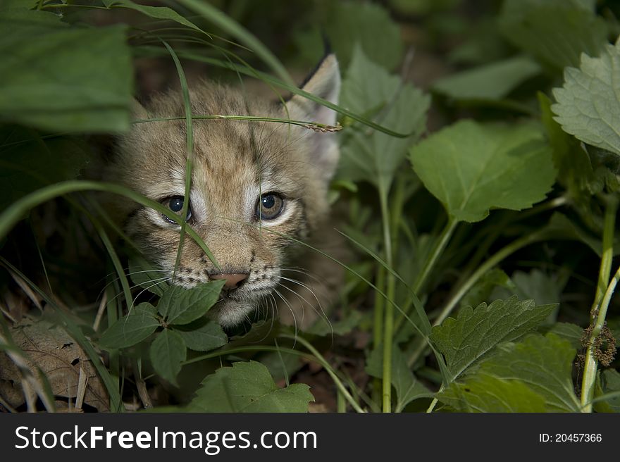 Kitten  Of Lynx