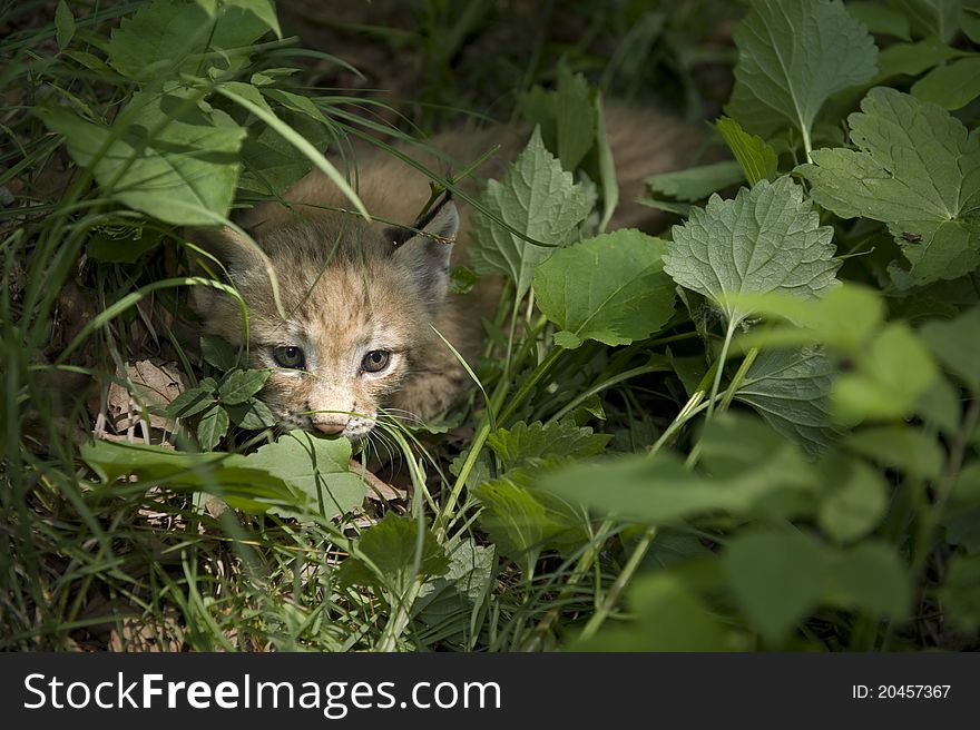 A kitten of lynx is in natural among in the taiga of the Seashore region , Russia. A kitten of lynx is in natural among in the taiga of the Seashore region , Russia