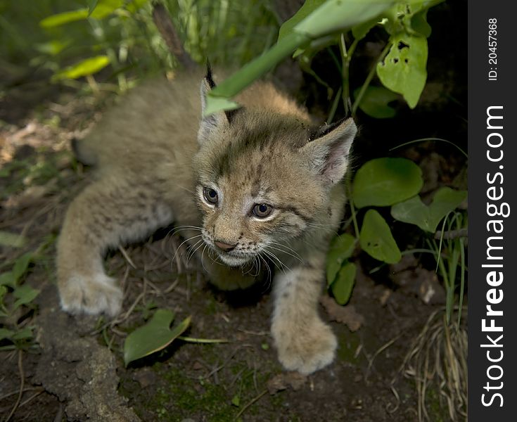 Kitten  Of Lynx