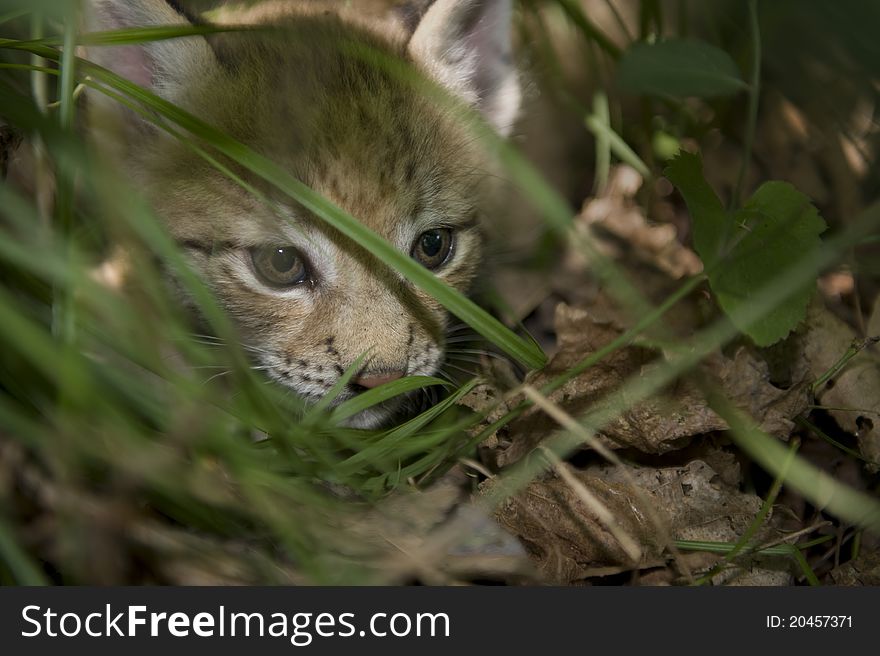 A kitten of lynx is in natural among in the taiga of the Seashore region , Russia. A kitten of lynx is in natural among in the taiga of the Seashore region , Russia