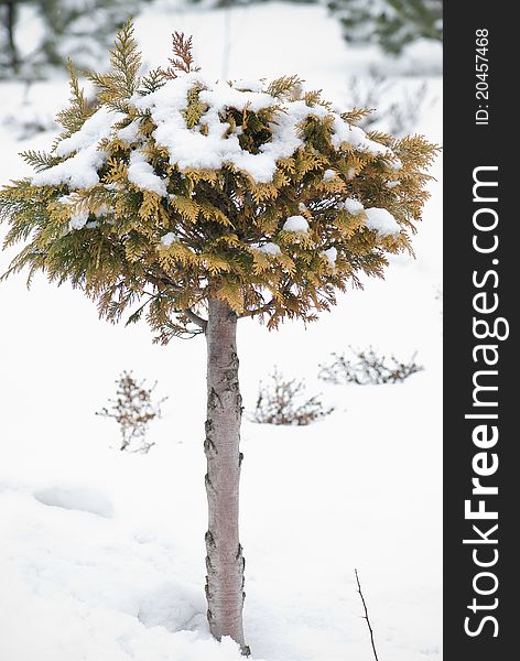 Christmas evergreen spruce tree with fresh snow on