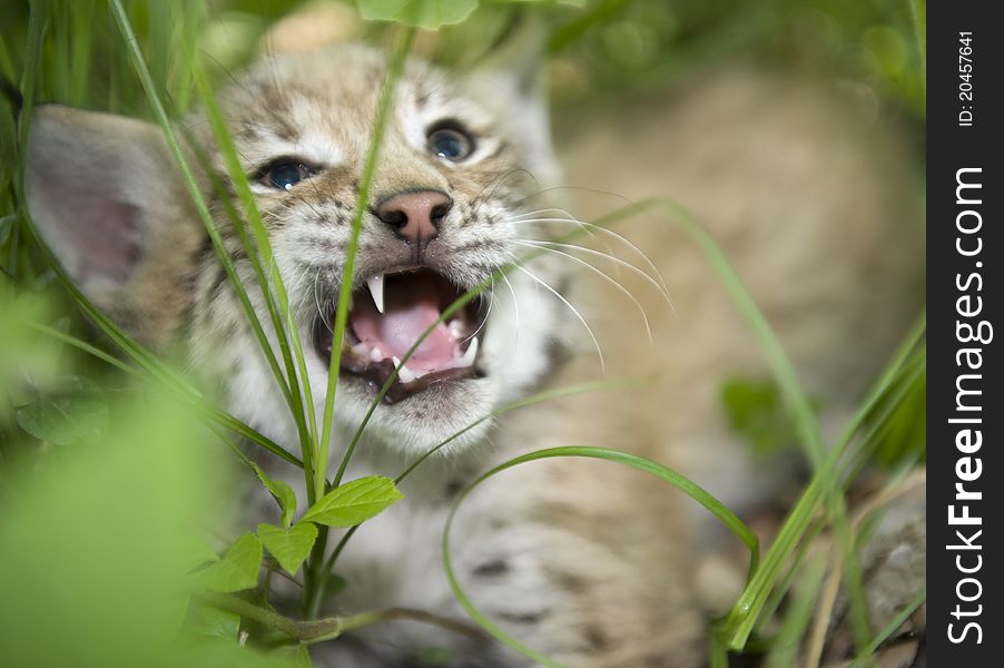 A kitten of lynx is in natural among in the taiga of the Seashore region , Russia. A kitten of lynx is in natural among in the taiga of the Seashore region , Russia