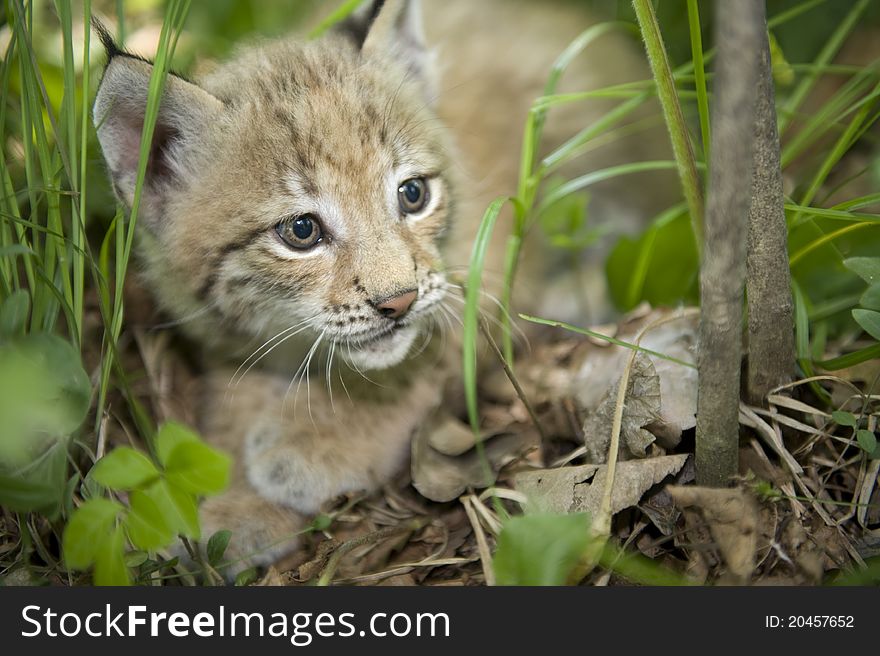 A kitten of lynx is in natural among in the taiga of the Seashore region , Russia. A kitten of lynx is in natural among in the taiga of the Seashore region , Russia