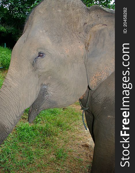 Portrait of an Asian elephant. Note the size of the head relative to the size of the eye. This elephant like many of its species has no defense. Portrait of an Asian elephant. Note the size of the head relative to the size of the eye. This elephant like many of its species has no defense.