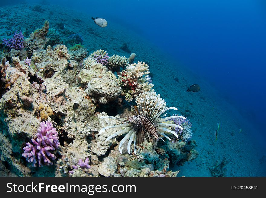 Lionfish and corals in the Red sea