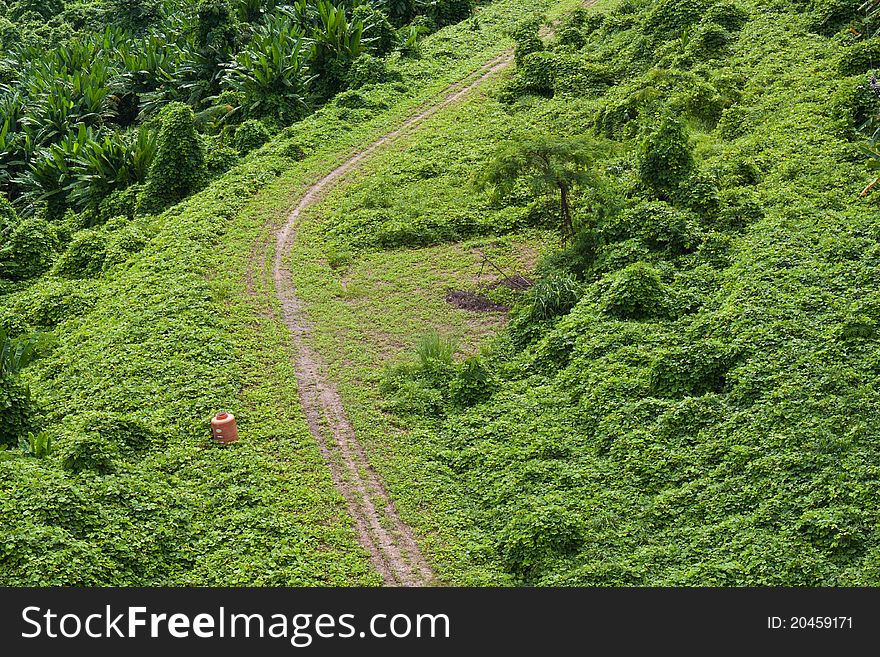 Green grass Road