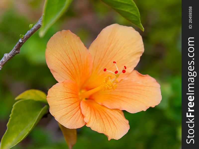 A beautiful orange hibiscus flower in garden