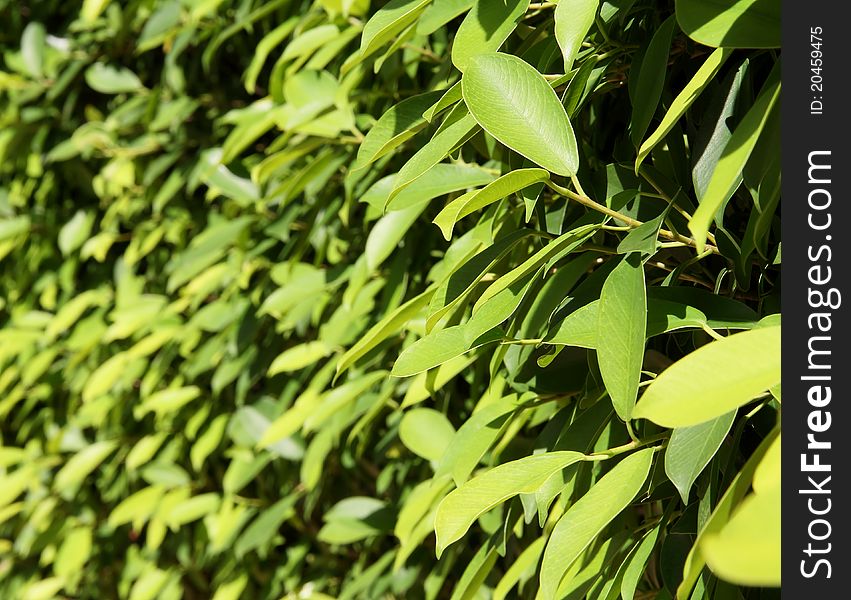 Green leaves in the sunshine