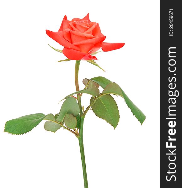 A stem gift rose isolated white